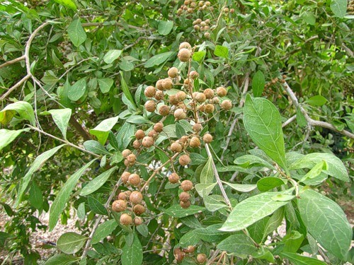lavsoniya